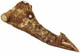 Fossil Sawfish (Onchopristis) Rostral Barb - Morocco #311228-1